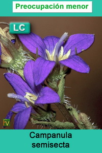 Campanula semisecta