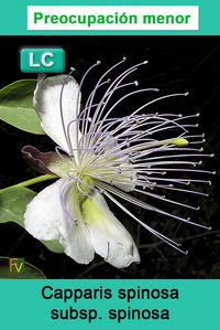 Capparis spinosa spinosa