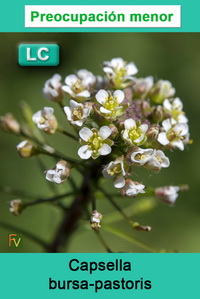 Capsella bursa pastoris