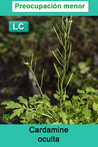 Cardamine oculta