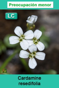 Cardamine resedifolia