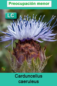 Carduncellus caeruleus