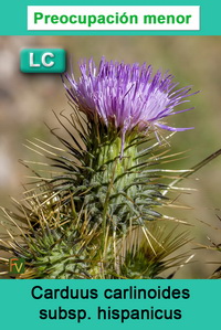 Carduus carlinoides hispanicus