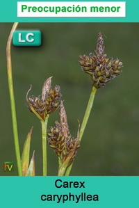 Carex caryphyllea