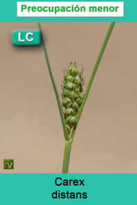 Carex distans