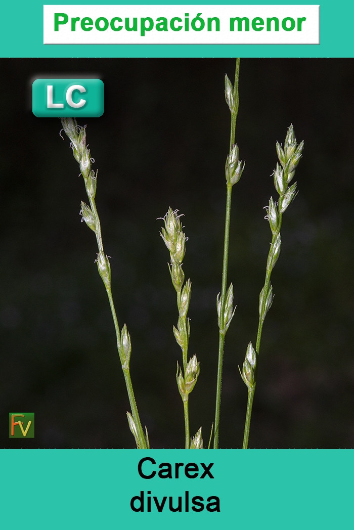 Carex divulsa