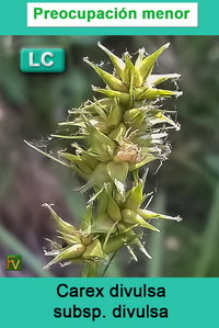 Carex divulsa divulsa