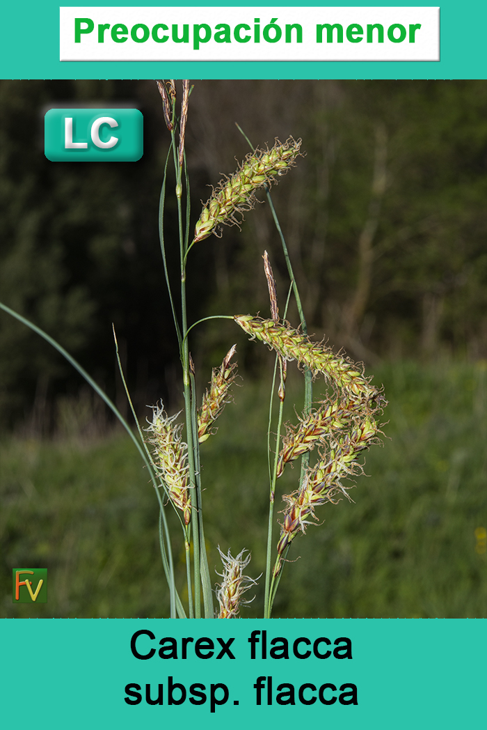 Carex flacca flacca