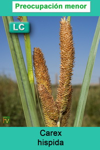 Carex hispida
