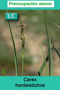 Carex hordeistichos