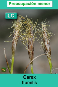Carex humilis