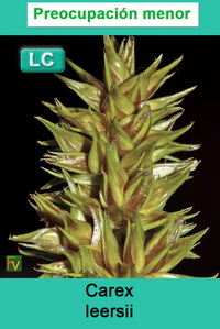 Carex leersii