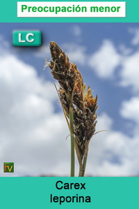 Carex leporina