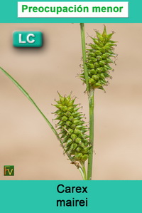 Carex mairei