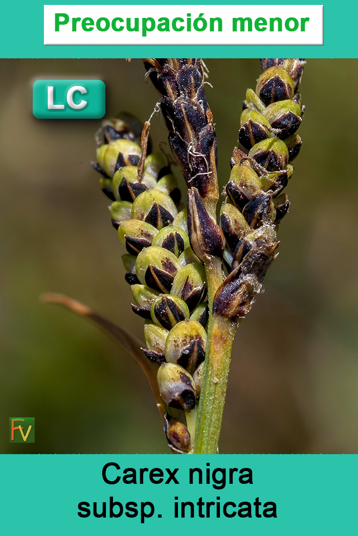 Carex nigra intricata