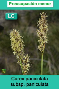 Carex paniculata paniculata