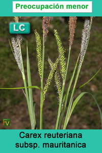 Carex reuteriana mauritanica
