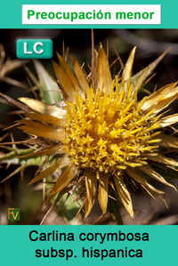 Carlina corymbosa hispanica