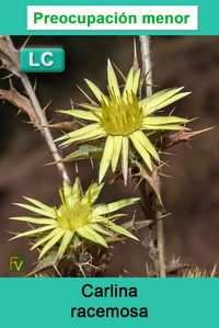 Carlina racemosa