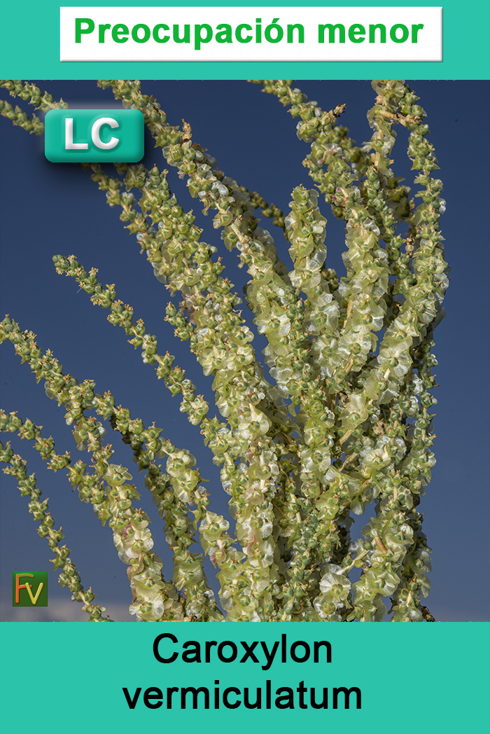 Caroxylon vermiculatum