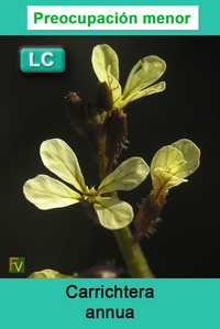 Carrichtera annua