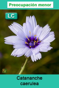 Catananche caerulea