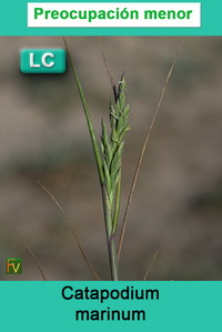 Catapodium marinum