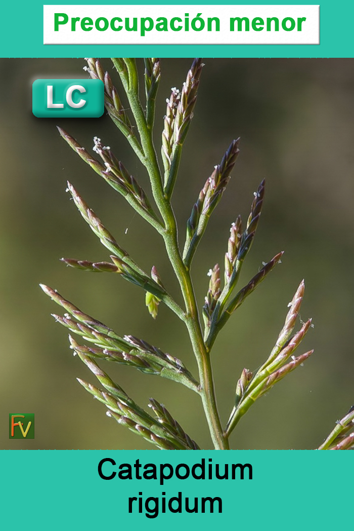 Catapodium rigidum