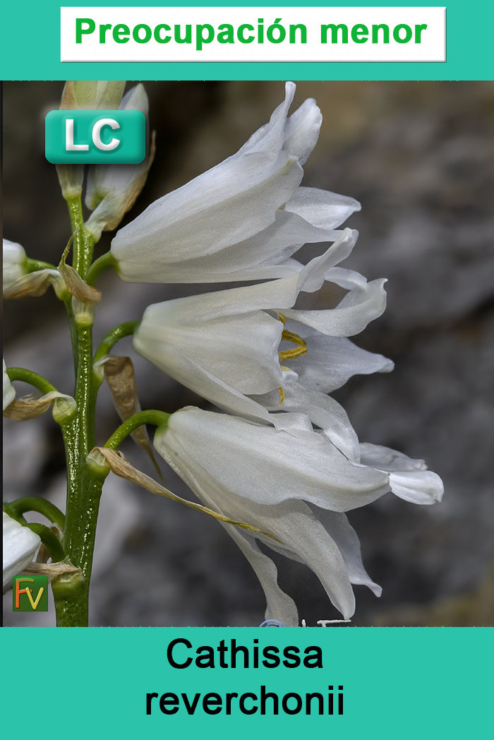 Cathissa reverchonii