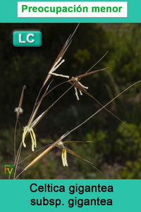 Celtica gigantea gigantea