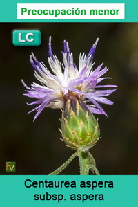 Centaurea aspera aspera