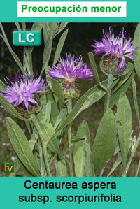 Centaurea aspera scorpiurifolia