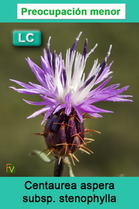 Centaurea aspera stenophylla