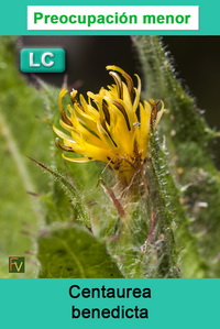 Centaurea benedicta