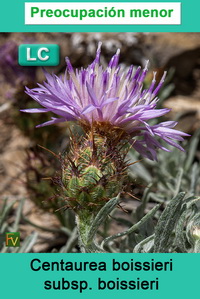 Centaurea boissieri boissieri