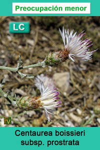 Centaurea boissieri prostrata