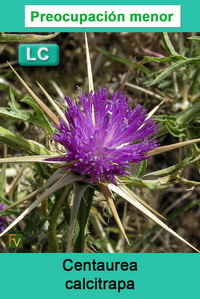 Centaurea calcitrapa