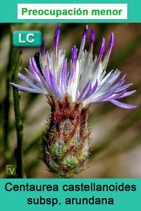 Centaurea castellanoides arundana