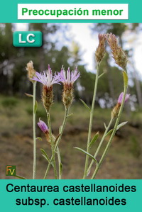 Centaurea castellanoides castellanoides