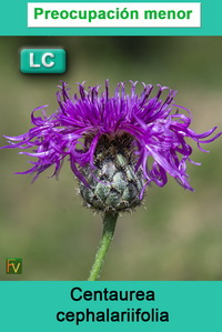 Centaurea cephalariifolia