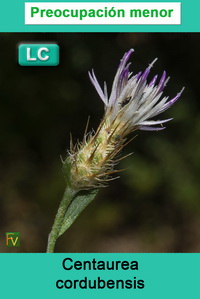Centaurea cordubensis