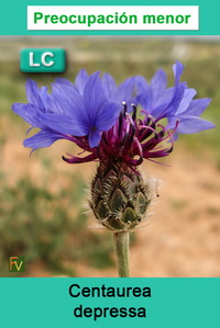 Centaurea depressa