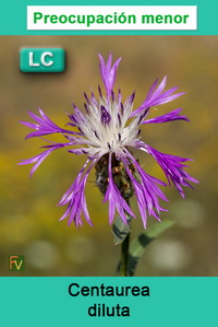 Centaurea diluta