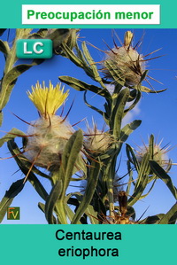 Centaurea eriophora