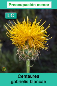 Centaurea gabrielis blancae