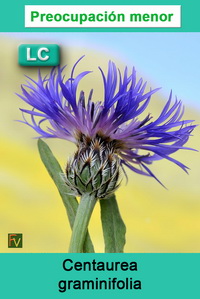 Centaurea graminifolia