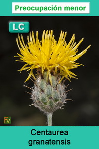 Centaurea granatensis