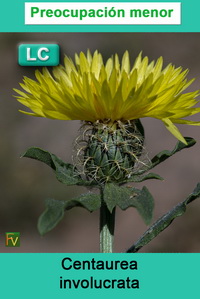 Centaurea involucrata