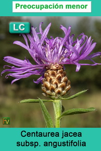 Centaurea jacea angustifolia