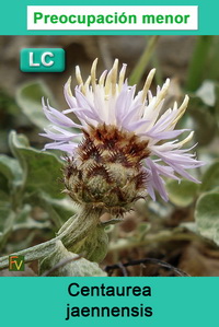 Centaurea jaennensis